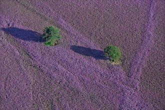 Plateau d'Albion, Alpes-de-Haute-Provence