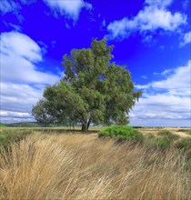 Arbre dans la campagne française