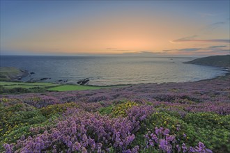 Baie d'Ecalgrain, Manche