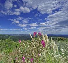 Paysage de Lozère