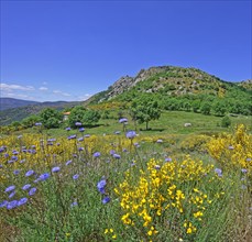 Vialas, Lozère