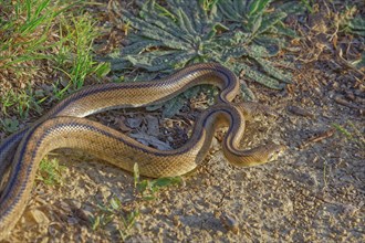 Couleuvres dans le Gard