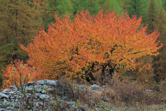 Merisier en automne