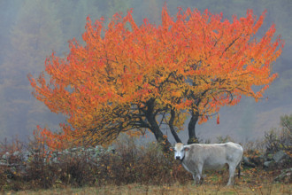 Merisier en automne