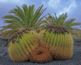 Espagne, Iles Canaries, Euphorbia, espèce endémique des îles Canaries, cactus boule épineux /