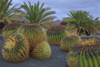 Espagne, Iles Canaries, Euphorbia, espèce endémique des îles Canaries, cactus boule épineux /