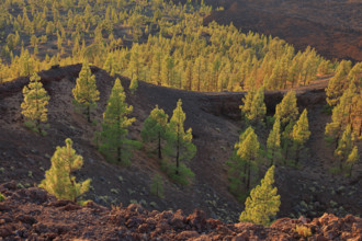 Espagne, Iles Canaries, Ténérife, Parc National Del Teide, coucher de soleil sur forêt de conifères