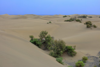 Espagne, iles Canaries, Las Palmas, dunes de Maspalomas, réserve naturelle, commune de San