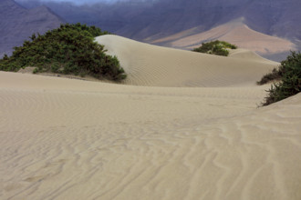 Espagne, Iles Canaries, Lanzarote, Famara, les dunes de sable blanc / Spain, Canary Islands,