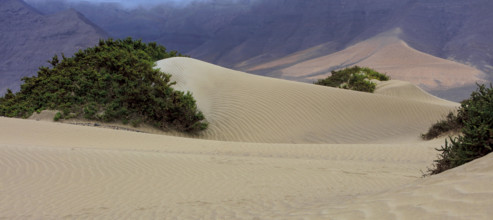 Espagne, Iles Canaries, Lanzarote, Famara, les dunes de sable blanc / Spain, Canary Islands,