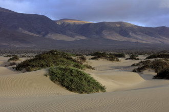 Espagne, Iles Canaries, Lanzarote, Famara, les dunes de sable blanc / Spain, Canary Islands,