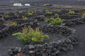 Espagne, Iles Canaries, Lanzarote, Parc Naturel des Volcans, La Geria, domaine viticole sur sol