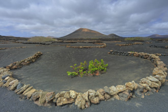 Espagne, Iles Canaries, Lanzarote, Parc Naturel des Volcans, La Geria, domaine viticole sur sol