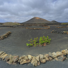 Espagne, Iles Canaries, Lanzarote, Parc Naturel des Volcans, La Geria, domaine viticole sur sol