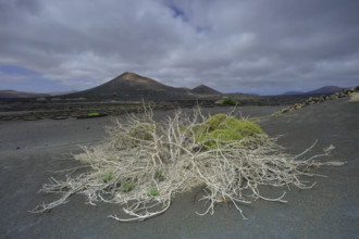Espagne, Iles Canaries, Lanzarote, Parc Naturel des Volcans, La Geria,  sol volcanique, figuier