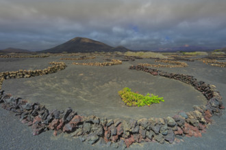 Espagne, Iles Canaries, Lanzarote, Parc Naturel des Volcans, La Geria, domaine viticole sur sol