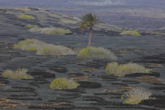 Espagne, Iles Canaries, Lanzarote, Parc Naturel des Volcans, La Geria, domaine viticole sur sol