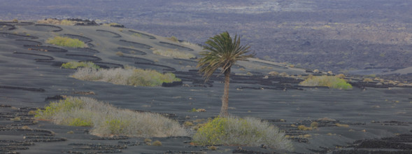 Espagne, Iles Canaries, Lanzarote, Parc Naturel des Volcans, La Geria, domaine viticole sur sol