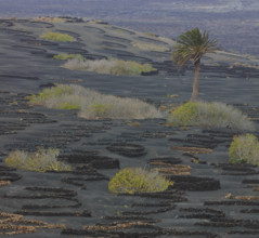 Espagne, Iles Canaries, Lanzarote, Parc Naturel des Volcans, La Geria, domaine viticole sur sol