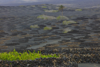 Espagne, Iles Canaries, Lanzarote, Parc Naturel des Volcans, La Geria, domaine viticole sur sol