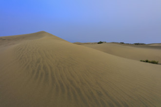 Espagne, iles Canaries, Las Palmas, dunes de Maspalomas, réserve naturelle, commune de San