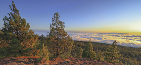 Espagne, Iles Canaries, Ténérife, Parc National Del Teide, panorama, coucher de soleil sur la mer