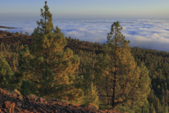 Espagne, Iles Canaries, Ténérife, Parc National Del Teide, panorama, coucher de soleil sur la mer