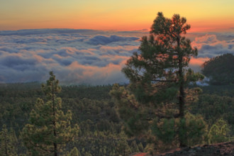Espagne, Iles Canaries, Ténérife, Parc National Del Teide, panorama, coucher de soleil sur la mer
