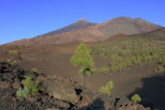 Espagne, iles Canaries, Tenerife, parc National du Teide, paysage avec le volcan du Teide / Spain,