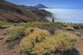 Espagne, Iles Canaries, Ténérife, Parc National Del Teide, mirador deChipeque, volcan del Teide /