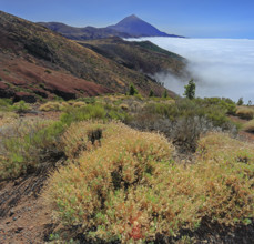 Espagne, Iles Canaries, Ténérife, Parc National Del Teide, mirador deChipeque, volcan del Teide /