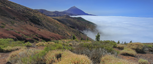 Espagne, Iles Canaries, Ténérife, Parc National Del Teide, mirador deChipeque, volcan del Teide /