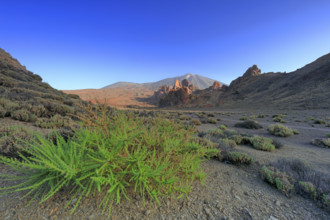 Espagne, Iles Canaries, Ténérife, Parc National Del Teide, la plaine Liano de Ucanca, au fond le