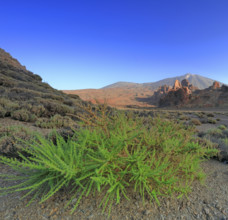 Espagne, Iles Canaries, Ténérife, Parc National Del Teide, la plaine Liano de Ucanca, au fond le