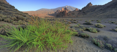 Espagne, Iles Canaries, Ténérife, Parc National Del Teide, la plaine Liano de Ucanca, au fond le
