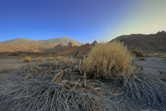 Espagne, Iles Canaries, Ténérife, Parc National Del Teide, la plaine Liano de Ucanca, au fond le