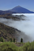 Espagne, Iles Canaries, Ténérife, Parc National Del Teide, mirador deChipeque, volcan del Teide /