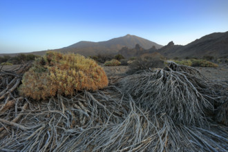 Espagne, Iles Canaries, Ténérife, Parc National Del Teide, la plaine Liano de Ucanca, au fond le