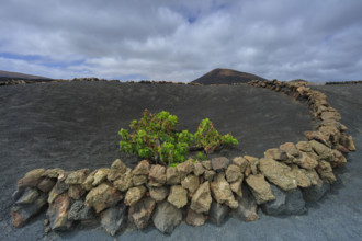 Espagne, Iles Canaries, Lanzarote, Parc Naturel des Volcans, La Geria, domaine viticole sur sol