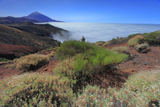Espagne, Iles Canaries, Ténérife, Parc National Del Teide, mirador deChipeque, volcan del Teide /