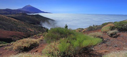 Espagne, Iles Canaries, Ténérife, Parc National Del Teide, mirador deChipeque, volcan del Teide /