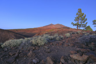 Espagne, Iles Canaries, Ténérife; Parc National Del Teide, volcan del Teide au coucher du soleil /
