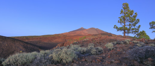 Espagne, Iles Canaries, Ténérife, Parc National Del Teide, volcan del Teide au coucher du soleil /
