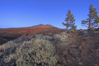 Espagne, Iles Canaries, Ténérife; Parc National Del Teide, volcan del Teide au coucher du soleil /