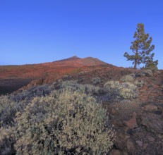 Espagne, Iles Canaries, Ténérife; Parc National Del Teide, volcan del Teide au coucher du soleil /