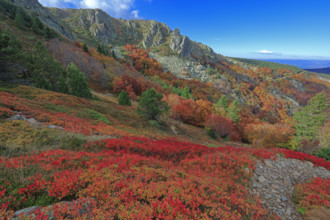 France, Gard(30) Cévennes, le mont Lozère; rocher de l'Aigle et végétation de myrtille, paysage en