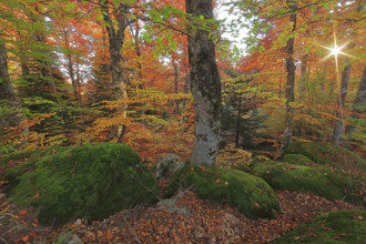 France, Lozère(48) Cévennes, forêt, hêtraie en automne, massif du Mont Lozère / France, Lozère