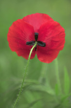 France, coquelicots, la fleur photographiée en gros plan avec fond flou / France, poppies, the