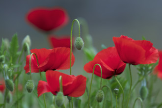 France, coquelicots, la fleur photographiée en gros plan avec fond flou / France, poppies, the