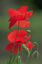 France, coquelicots, la fleur photographiée en gros plan avec fond flou / France, poppies, the